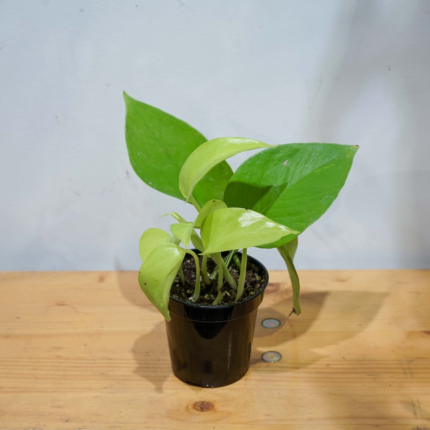 Pothos, Devil's Ivy, Money Plant, Money Vine (Epipremnum aureum) in a 4 inch pot. Indoor plant for sale by Promise Supply for delivery and pickup in Toronto