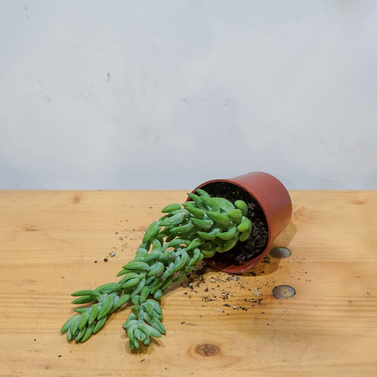 Burro's Tail: Sedum morganianum - 2.5 inch pot — indoor plant — indoor plant for sale by Promise Supply for delivery and pickup in Toronto.