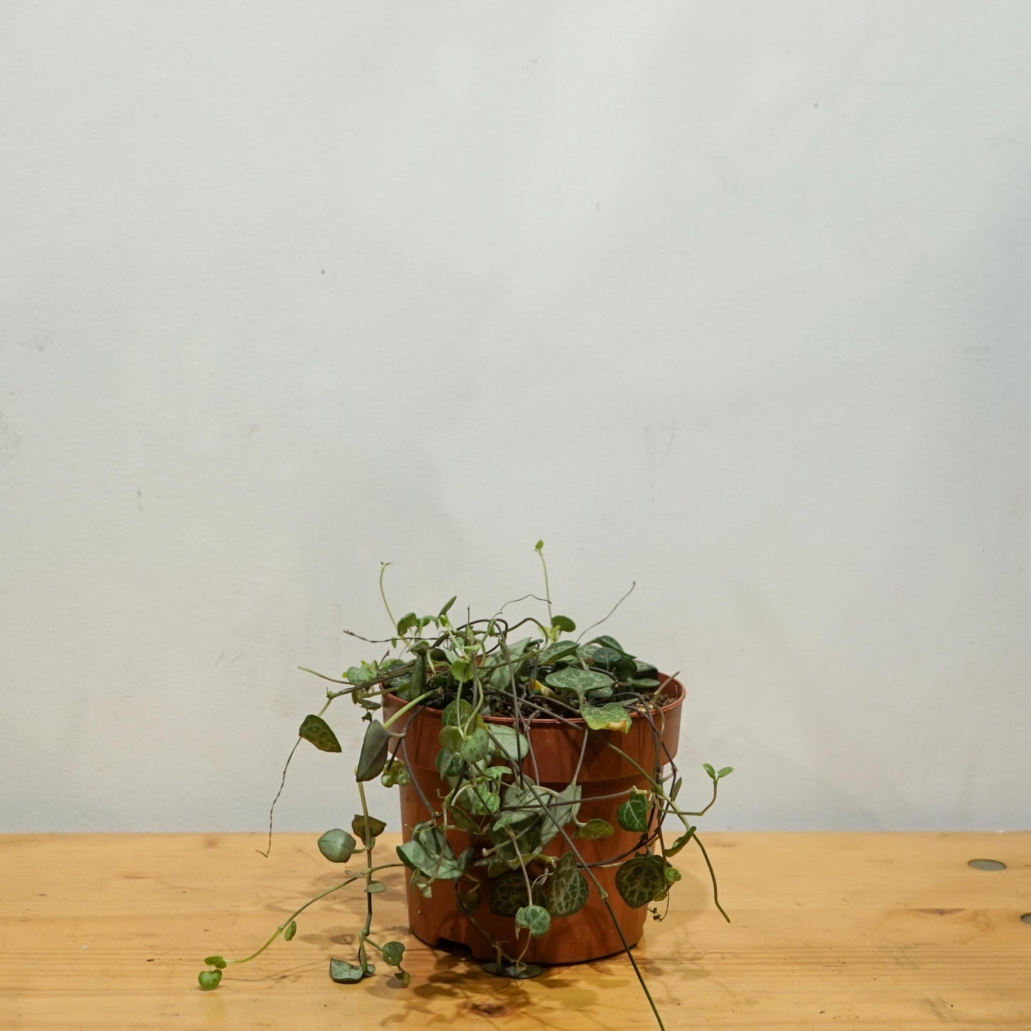String of Arrows (Ceropegia woodii) in a 6 inch pot. Indoor plant for sale by Promise Supply for delivery and pickup in Toronto