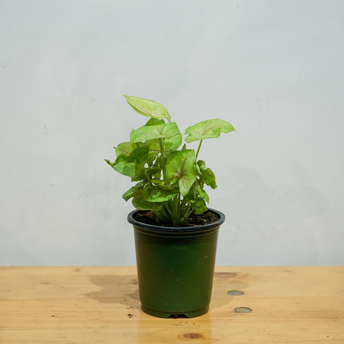 Neon Arrowhead Plant: Syngonium podophyllum - 4 inch pot — indoor plant — indoor plant for sale by Promise Supply for delivery and pickup in Toronto.