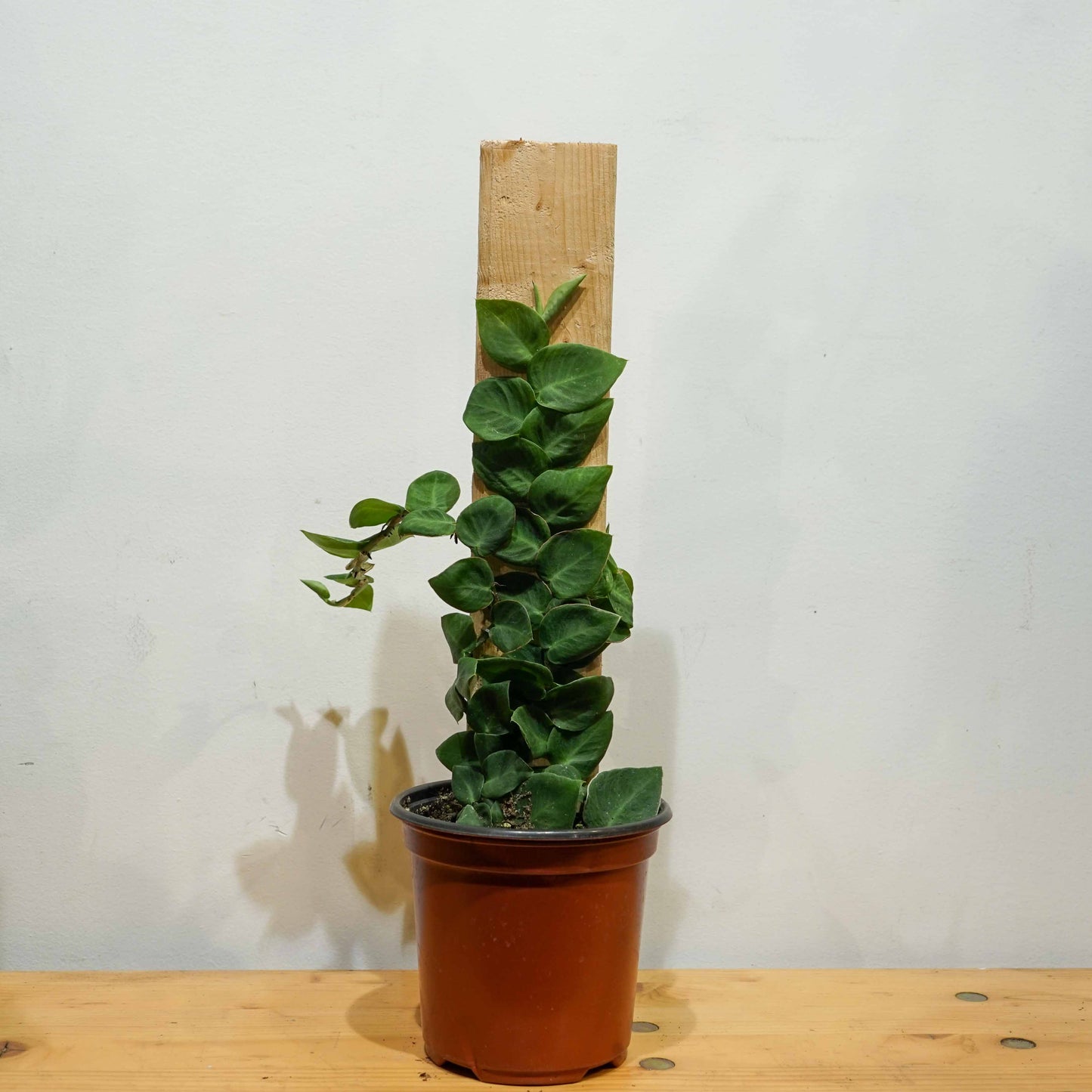 Shingle Plant on Wood Plank: Rhaphidophora hayi - 4 inch pot — indoor plant — indoor plant for sale by Promise Supply for delivery and pickup in Toronto.