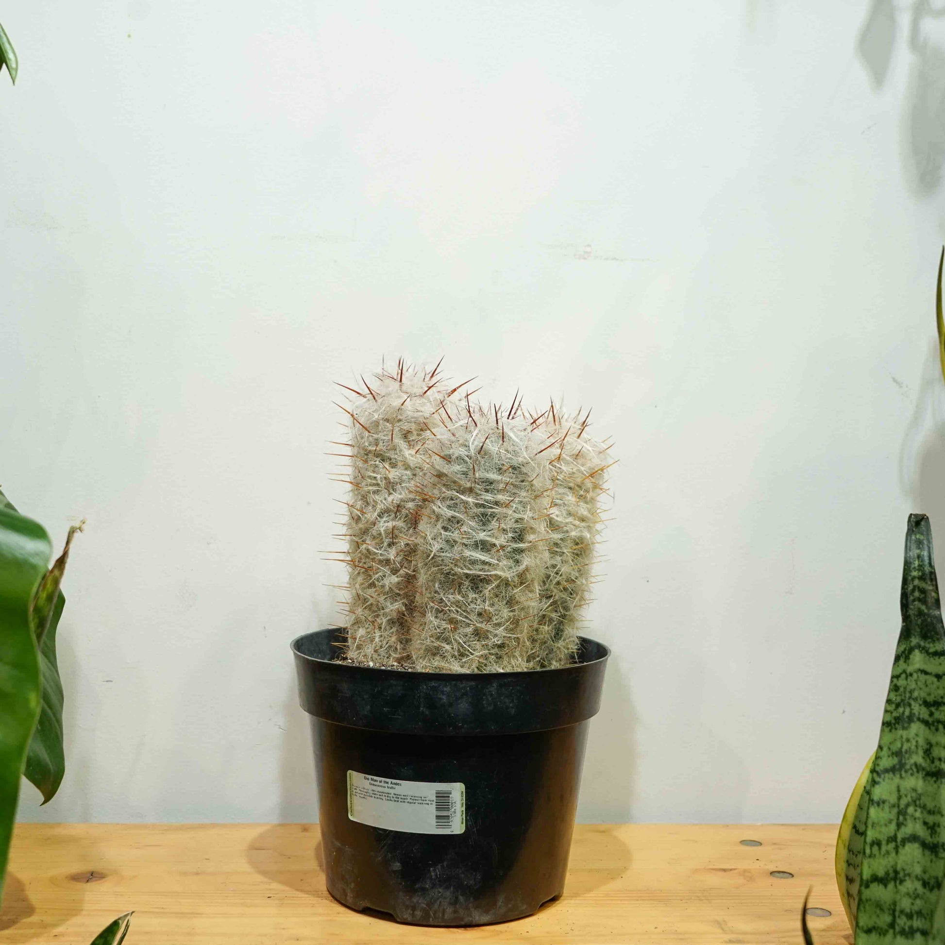 Old Man of the Andes Cactus: Oreocereus - 8 inch pot — indoor plant — indoor plant for sale by Promise Supply for delivery and pickup in Toronto.