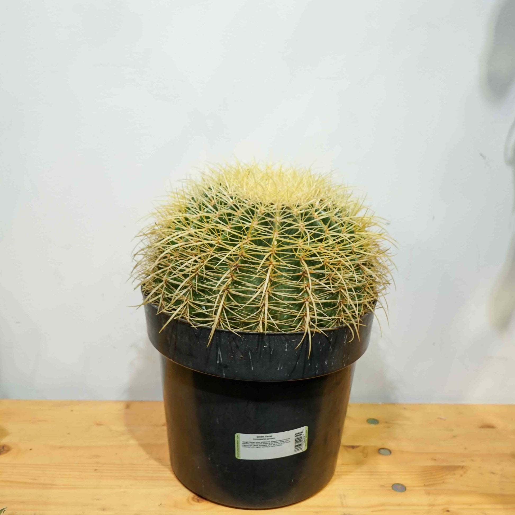 Golden Barrel Cactus: Echinocactus grusonii - 8 inch pot - 1 foot tall — indoor plant — indoor plant for sale by Promise Supply for delivery and pickup in Toronto.