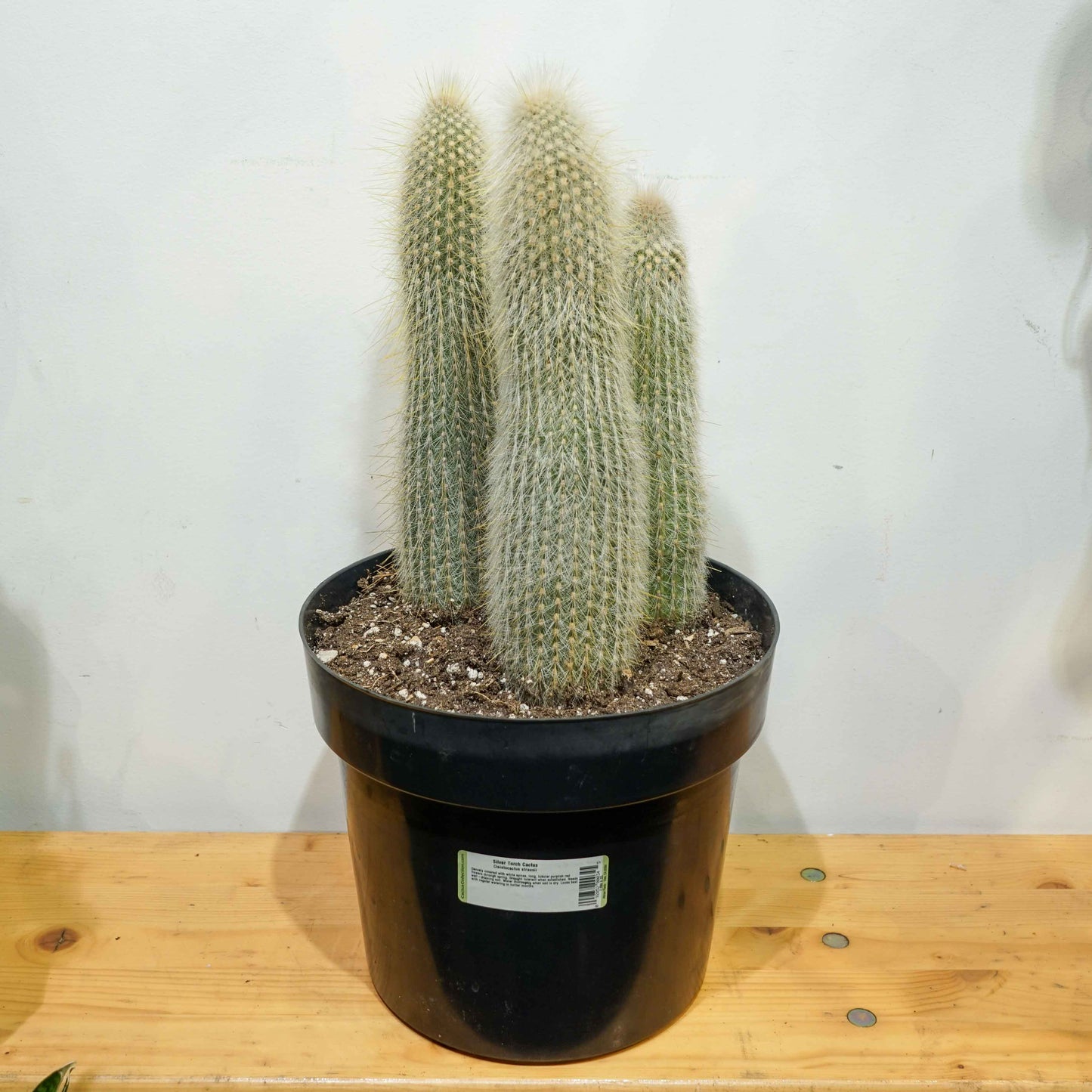 Silver Torch Cactus: Cleistocactus strausii - 10 inch pot - 2 foot tall — indoor plant — indoor plant for sale by Promise Supply for delivery and pickup in Toronto.