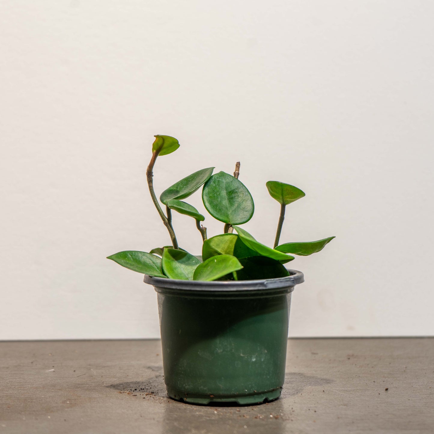 Wax Plant: Hoya carnosa 'Chelsea' - 4 inch pot — indoor plant — indoor plant for sale by Promise Supply for delivery and pickup in Toronto.