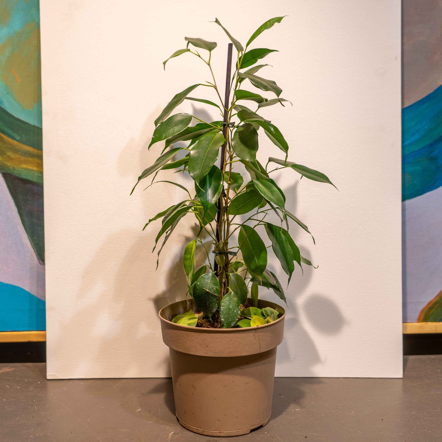Danielle Weeping Fig: Ficus benjamina - 6.75 inch pot — indoor plant — indoor plant for sale by Promise Supply for delivery and pickup in Toronto.