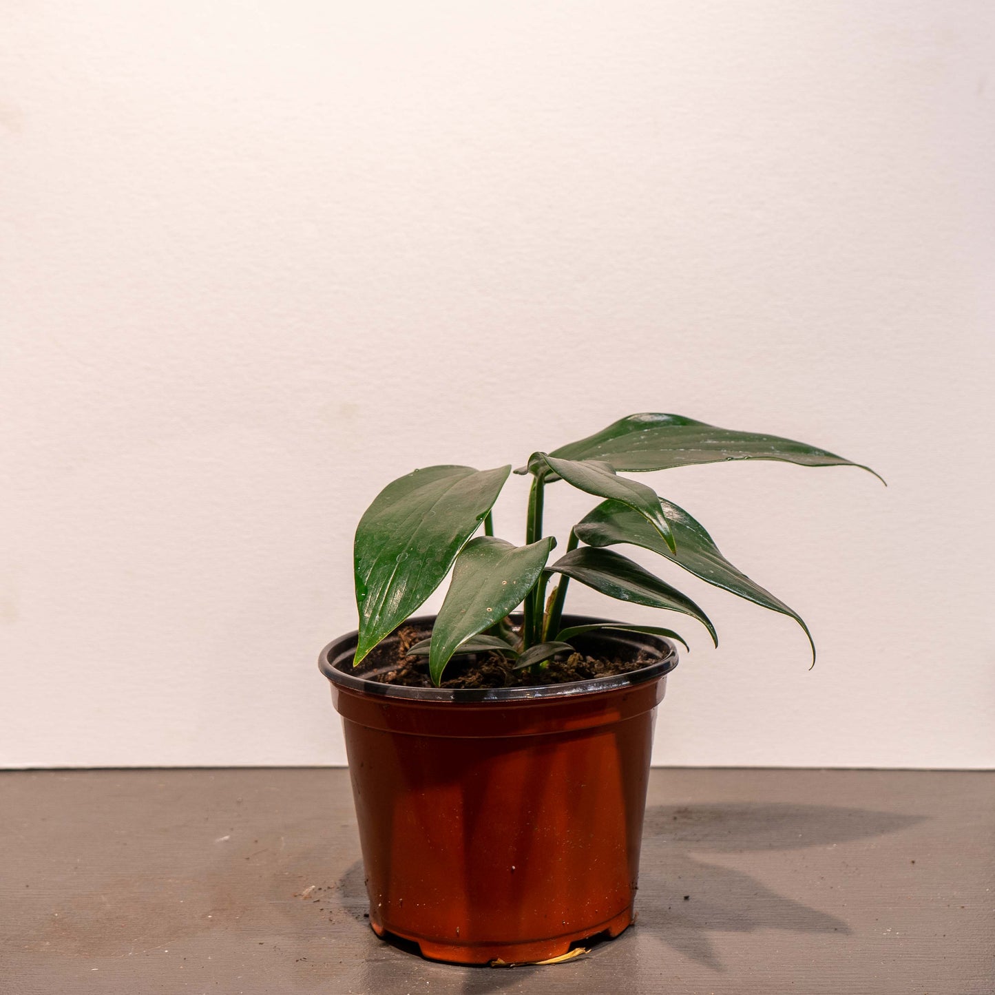 Dragon Tail: Rhaphidophora decursiva - 6 inch pot — indoor plant — indoor plant for sale by Promise Supply for delivery and pickup in Toronto.