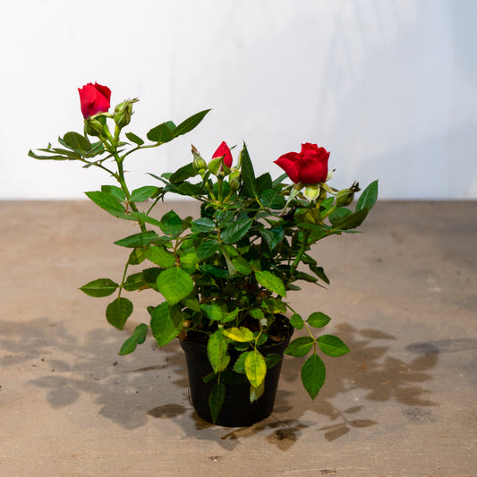 Miniature Rose: Rosa hybrid - 5 inch pot — indoor plant — indoor plant for sale by Promise Supply for delivery and pickup in Toronto.