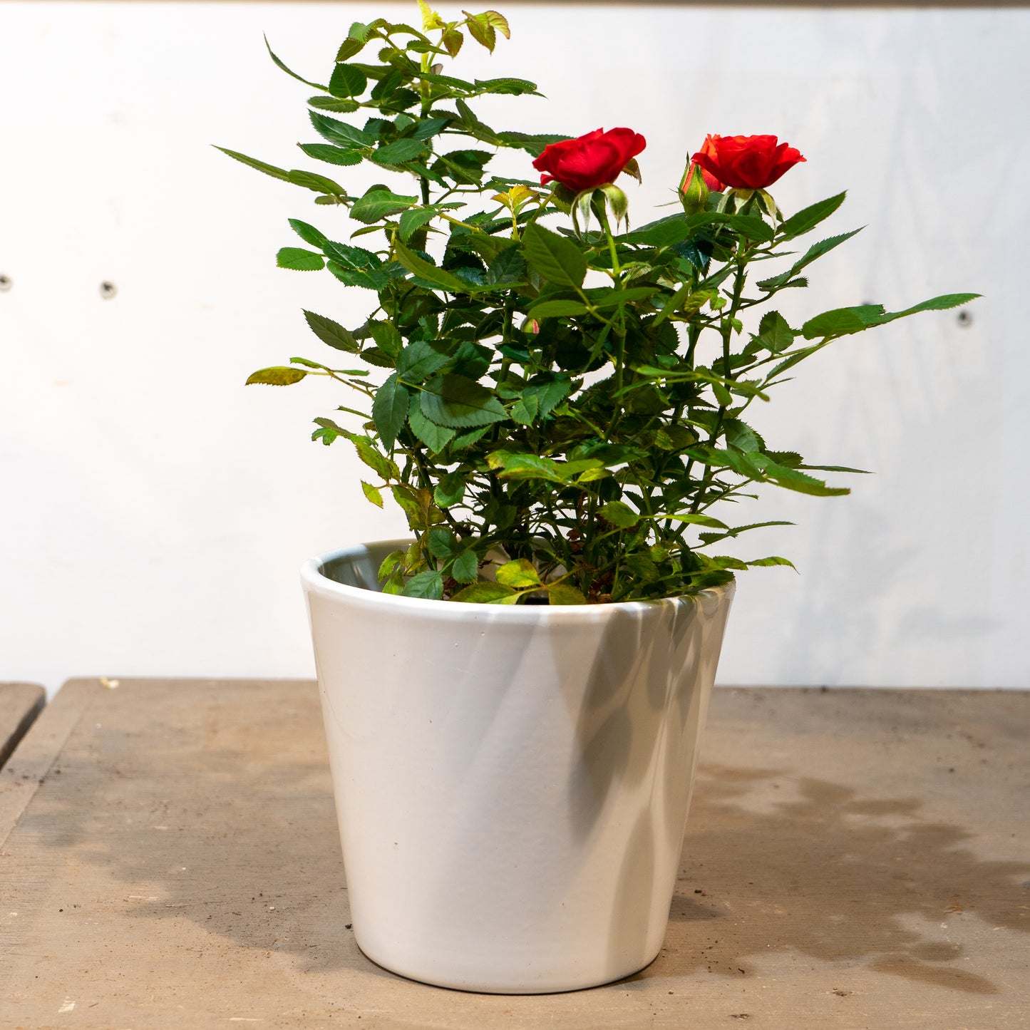 Miniature Rose (Rosa hybrid) in a 5 inch pot. Indoor plant for sale by Promise Supply for delivery and pickup in Toronto