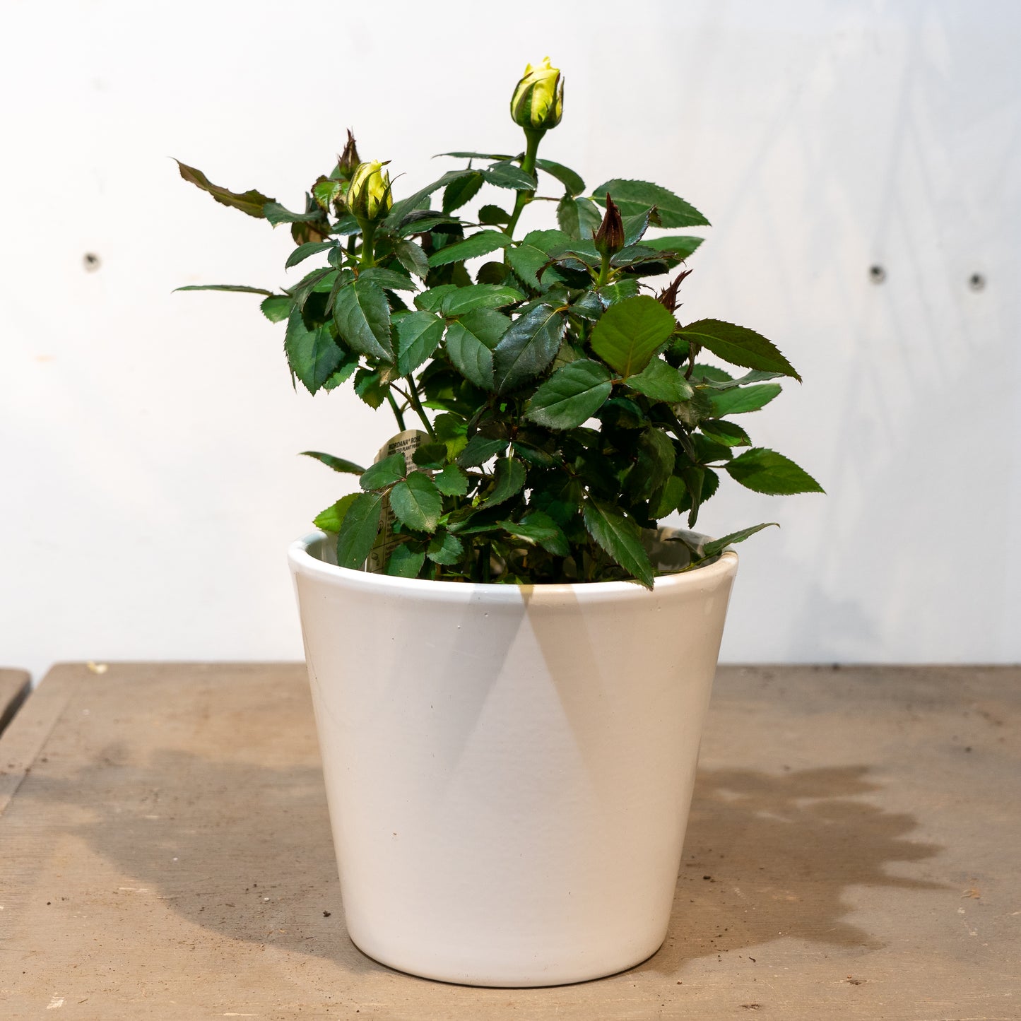 Miniature Rose (Rosa hybrid) in a 5 inch pot. Indoor plant for sale by Promise Supply for delivery and pickup in Toronto