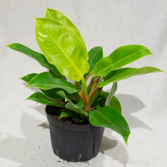 Moonlight: Philodendron - 6 inch pot — indoor plant — indoor plant for sale by Promise Supply for delivery and pickup in Toronto.