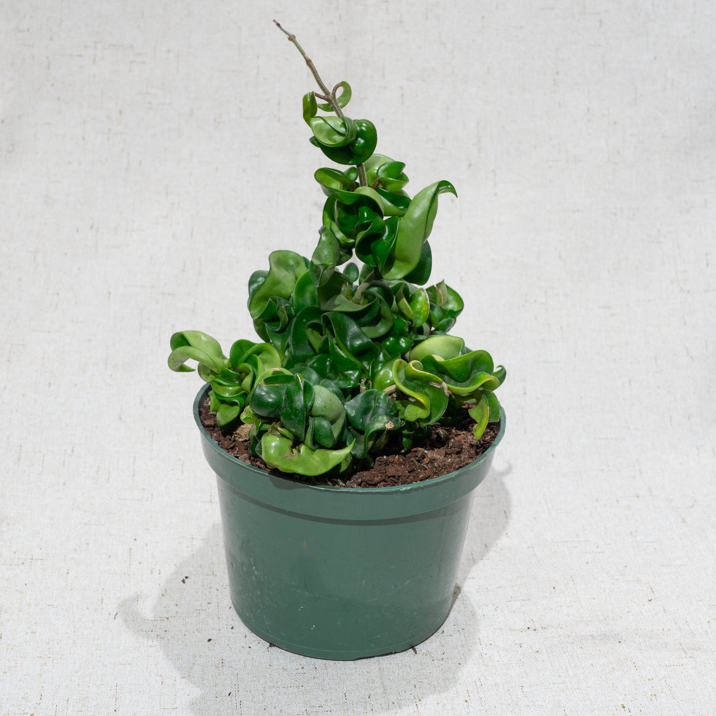 Hindu Rope: Hoya carnosa 'Compacta' - 6 inch pot — indoor plant — indoor plant for sale by Promise Supply for delivery and pickup in Toronto.