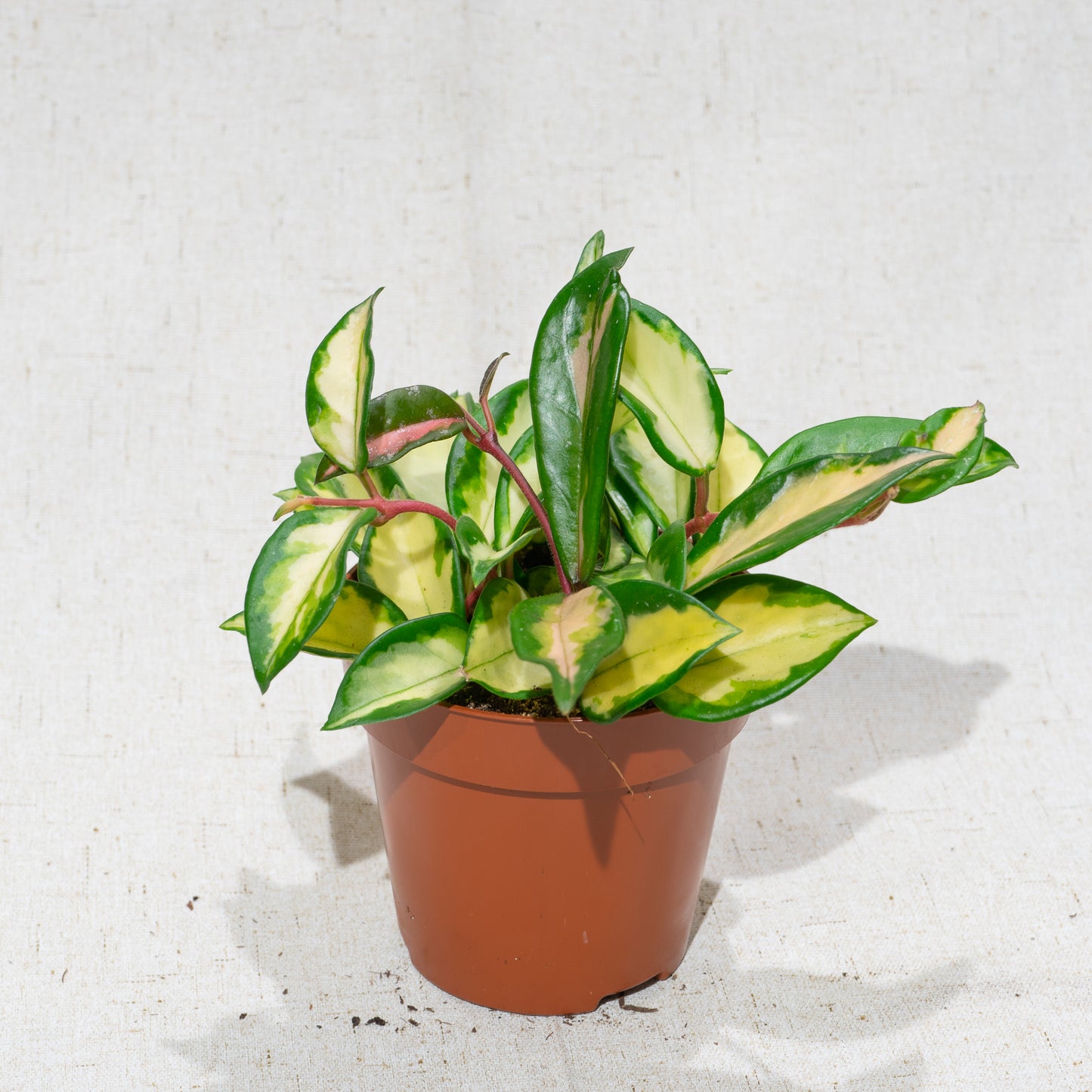 Crimson Princess Wax Plant: Hoya carnosa - 5 inch pot — indoor plant — indoor plant for sale by Promise Supply for delivery and pickup in Toronto.