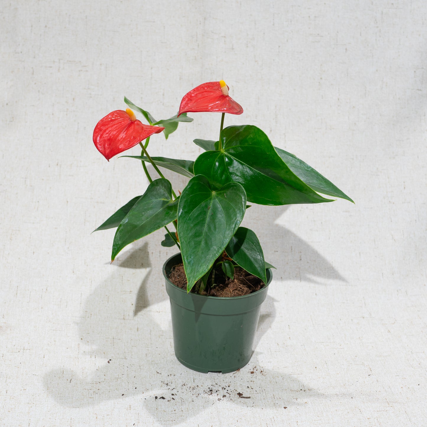 (Anthurium hookerii) in a 4 inch pot. Indoor plant for sale by Promise Supply for delivery and pickup in Toronto
