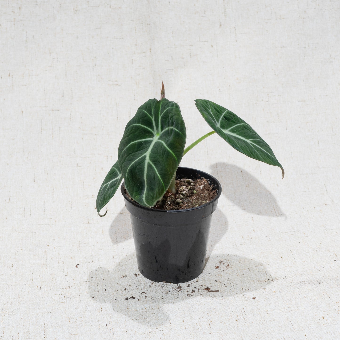 Black Velvet Elephant Ear: Alocasia reginula - 4 inch pot — indoor plant — indoor plant for sale by Promise Supply for delivery and pickup in Toronto.