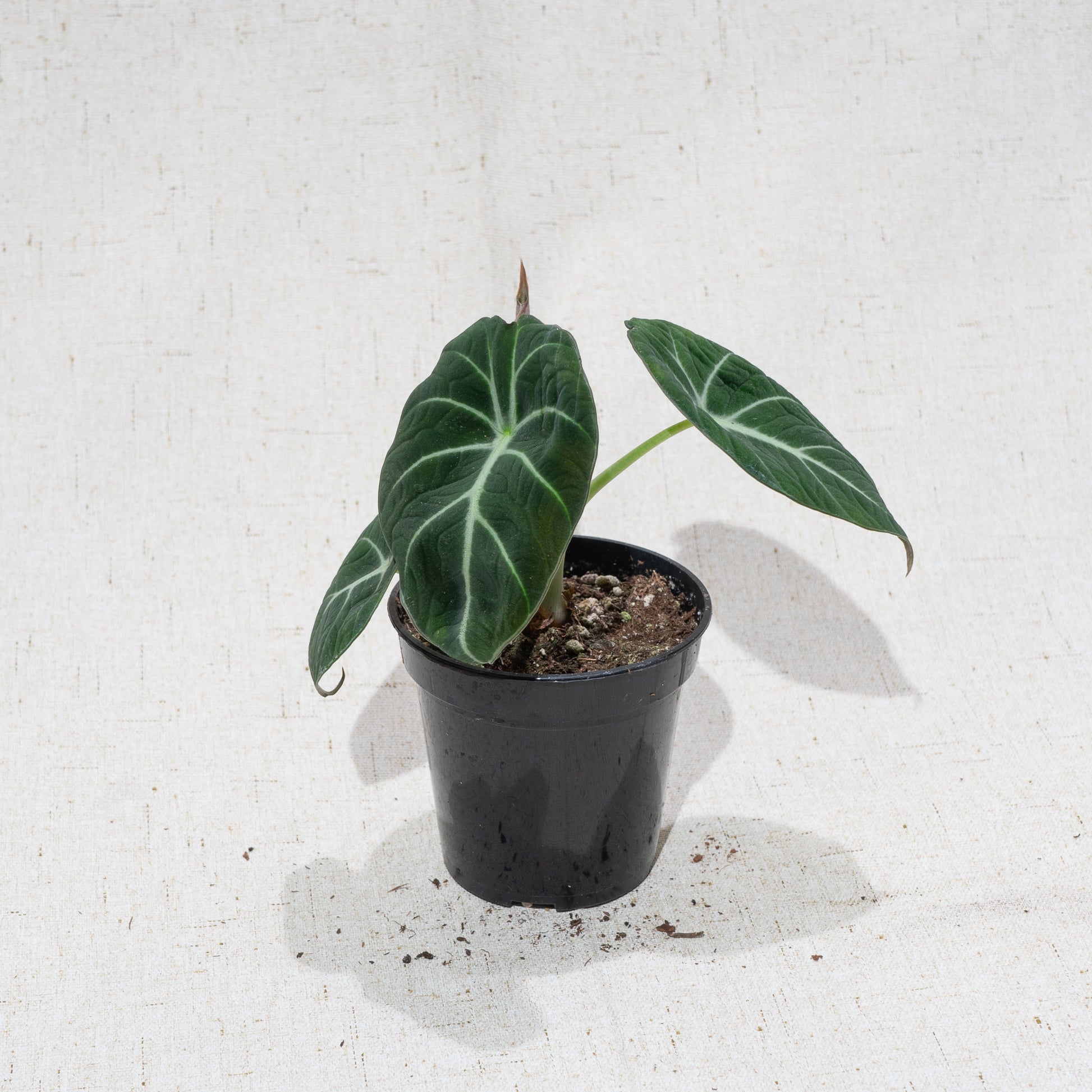 Black Velvet Elephant Ear: Alocasia reginula - 4 inch pot — indoor plant — indoor plant for sale by Promise Supply for delivery and pickup in Toronto.