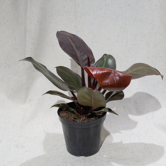 Red Imperial: Philodendron - 5 inch pot — indoor plant — indoor plant for sale by Promise Supply for delivery and pickup in Toronto.