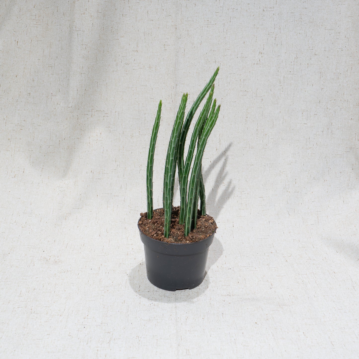 Pickle Cactus: Senecio stapeliiformis - 5 inch pot — indoor plant — indoor plant for sale by Promise Supply for delivery and pickup in Toronto.