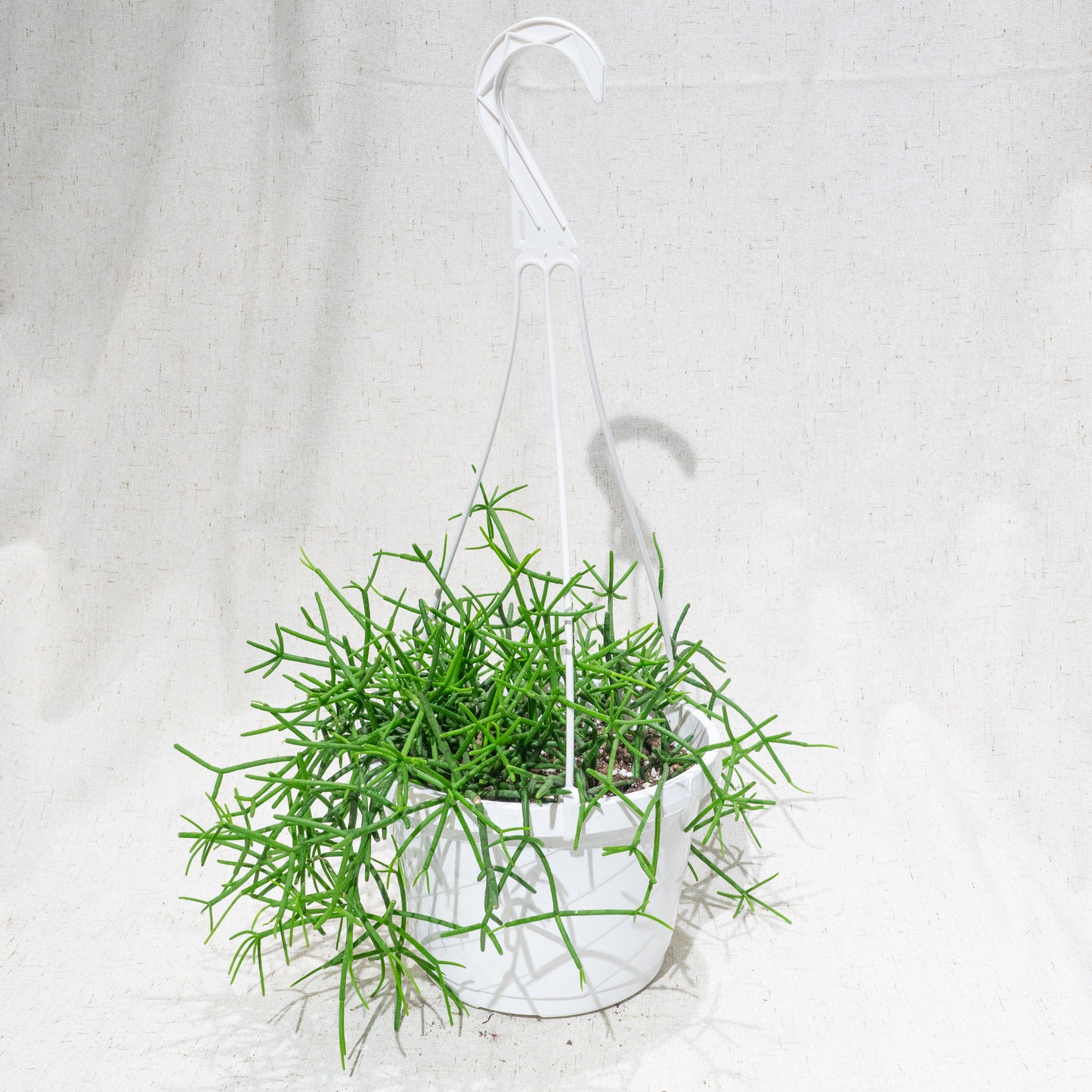 Trailing Cactus (Rhipsalis) in a 8 inch pot. Indoor plant for sale by Promise Supply for delivery and pickup in Toronto