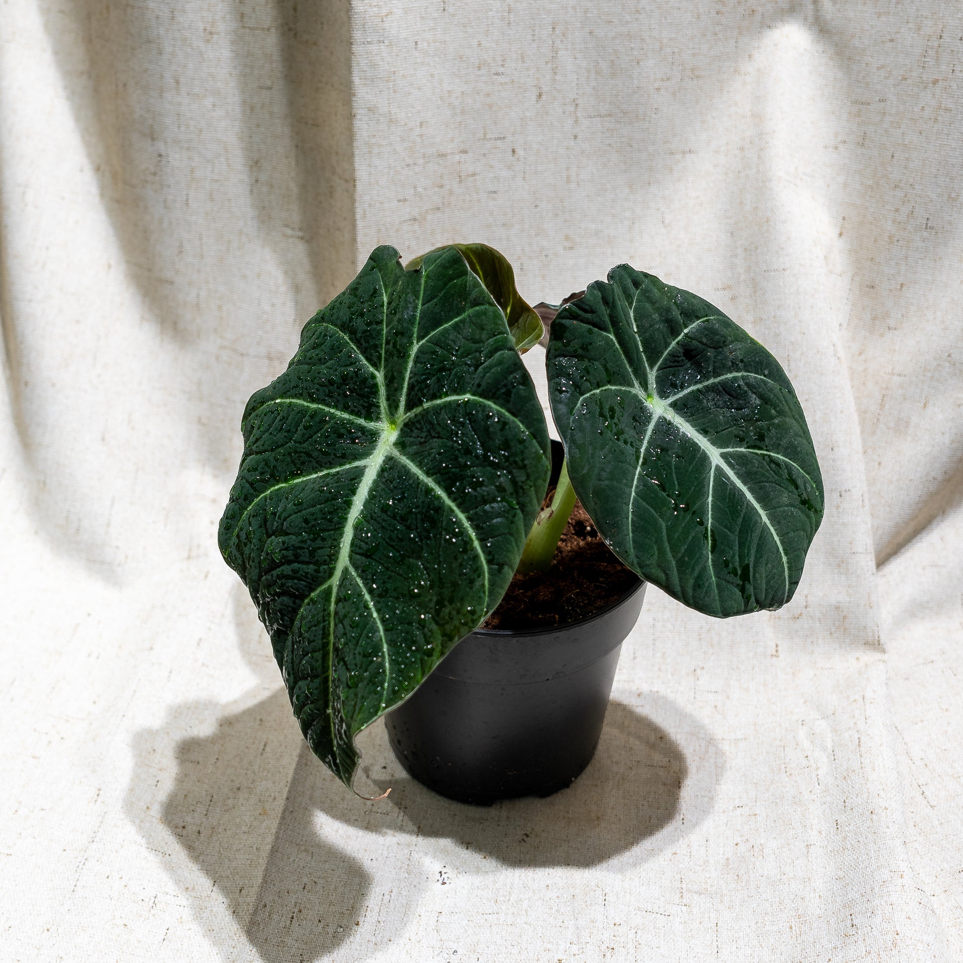 Black Velvet Elephant Ear: Alocasia reginula - 5 inch pot — indoor plant — indoor plant for sale by Promise Supply for delivery and pickup in Toronto.