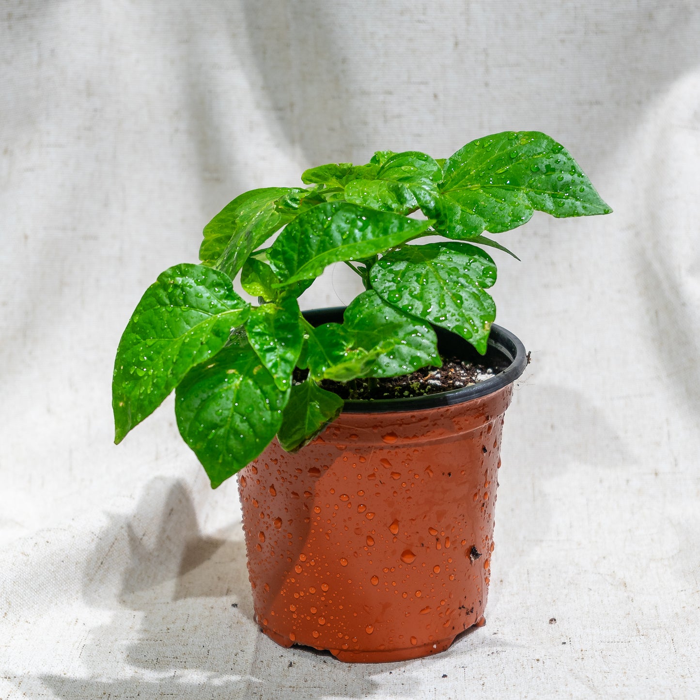 Scotch Bonnet Jamaican Hot Pepper: Capsicum ssp - 5 inch pot — indoor plant — indoor plant for sale by Promise Supply for delivery and pickup in Toronto.