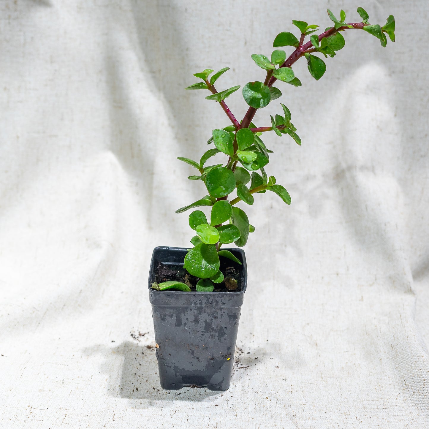 Elephant Bush Jade: Portulacaria afra - 2.5 inch square pot — indoor plant — indoor plant for sale by Promise Supply for delivery and pickup in Toronto.