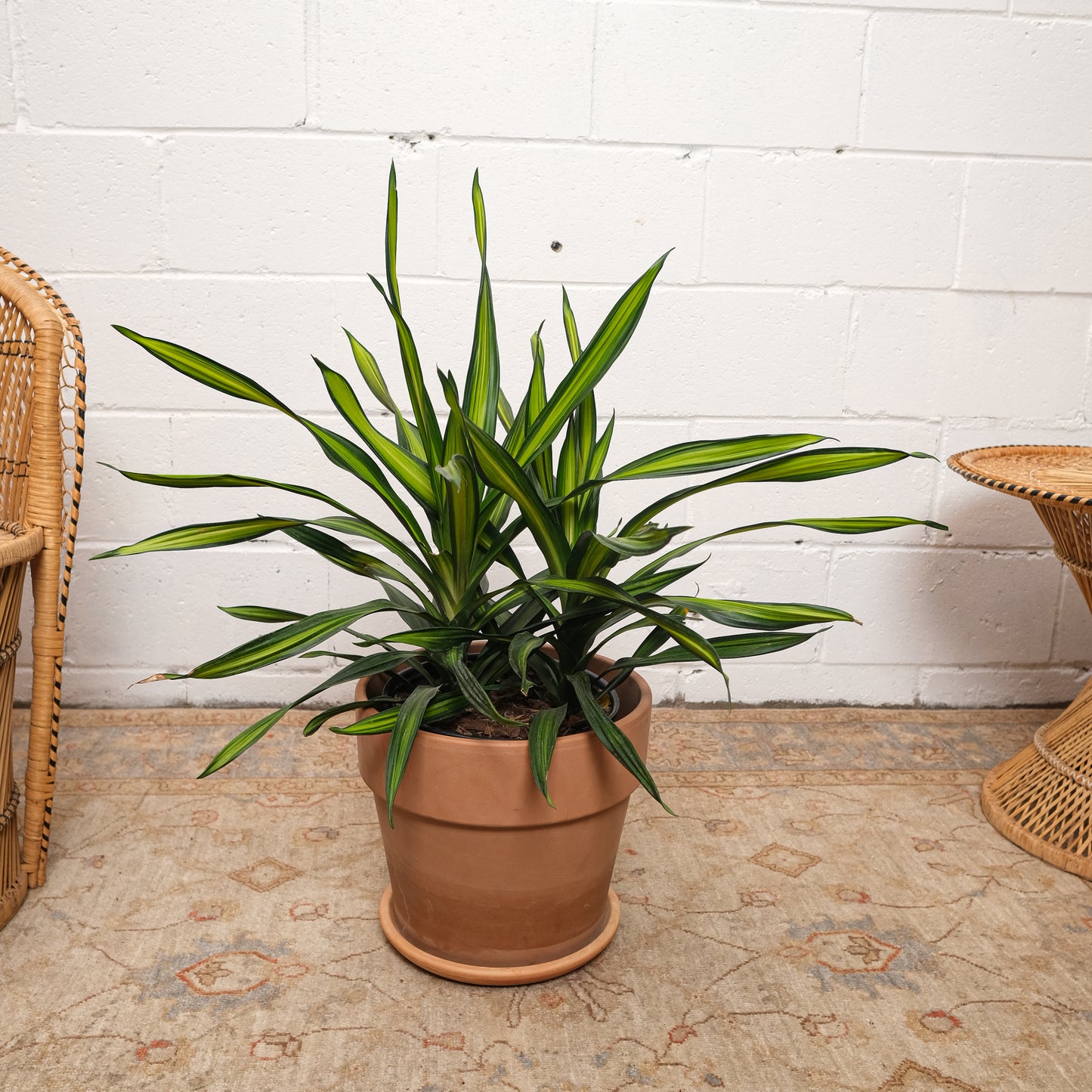 Rikki Cane Bush: Dracaena fragrans - 10 inch pot - 2-3 foot tall — indoor plant — indoor plant for sale by Promise Supply for delivery and pickup in Toronto.