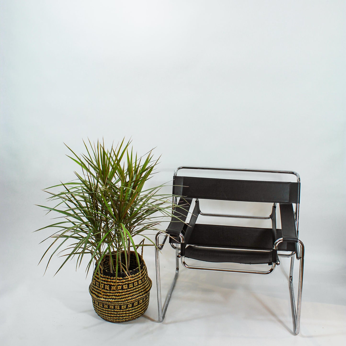 Dragon Tree Bush: Dracaena marginata - 10 inch pot - 2-3 foot tall — plant in pot — indoor plant for sale by Promise Supply for delivery and pickup in Toronto.