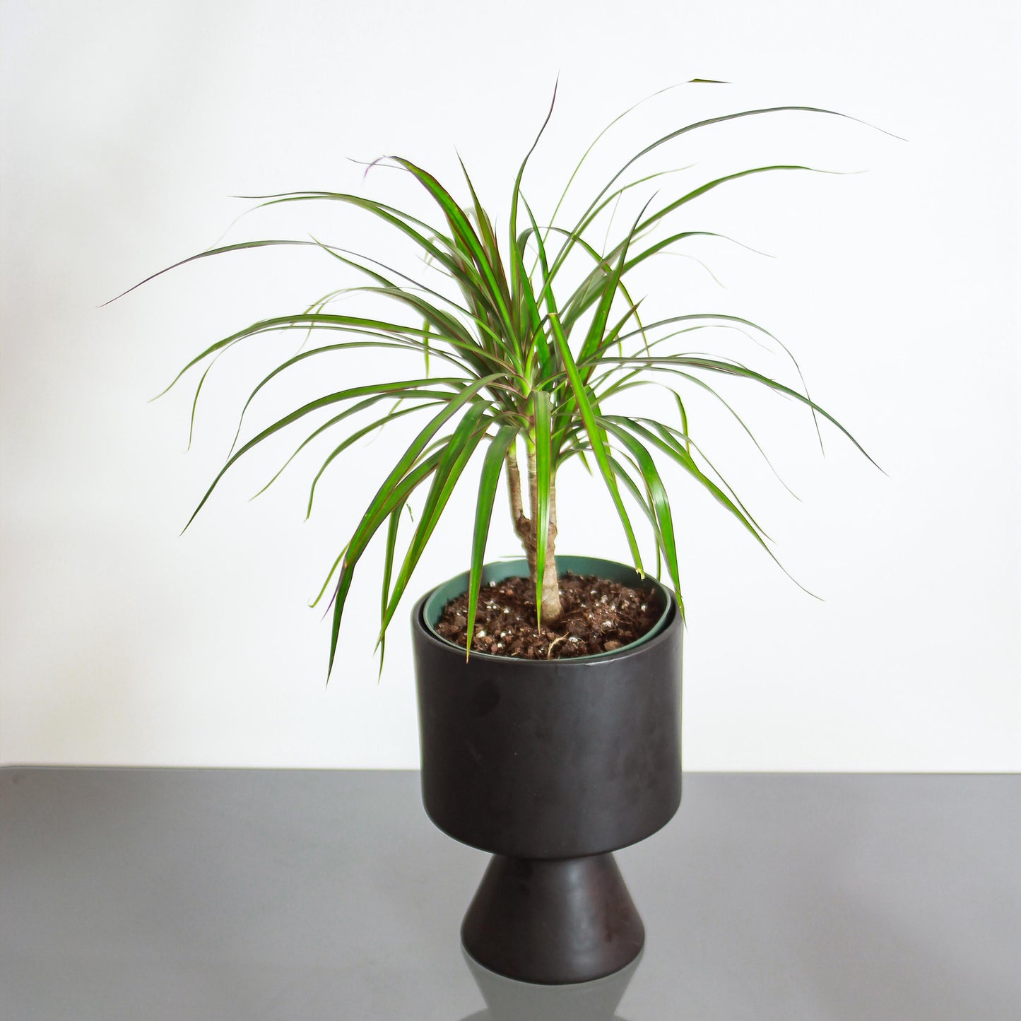 Dragon Tree: Dracaena marginata - 6 inch pot — in black planter — indoor plant for sale by Promise Supply for delivery and pickup in Toronto.