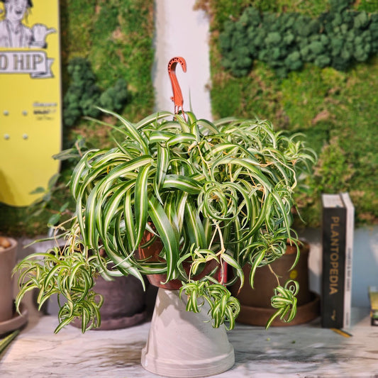Curly Bonnie Spider Plant: Chlorophytum comosum - 8 inch hanging basket — indoor plant — indoor plant for sale by Promise Supply for delivery and pickup in Toronto.