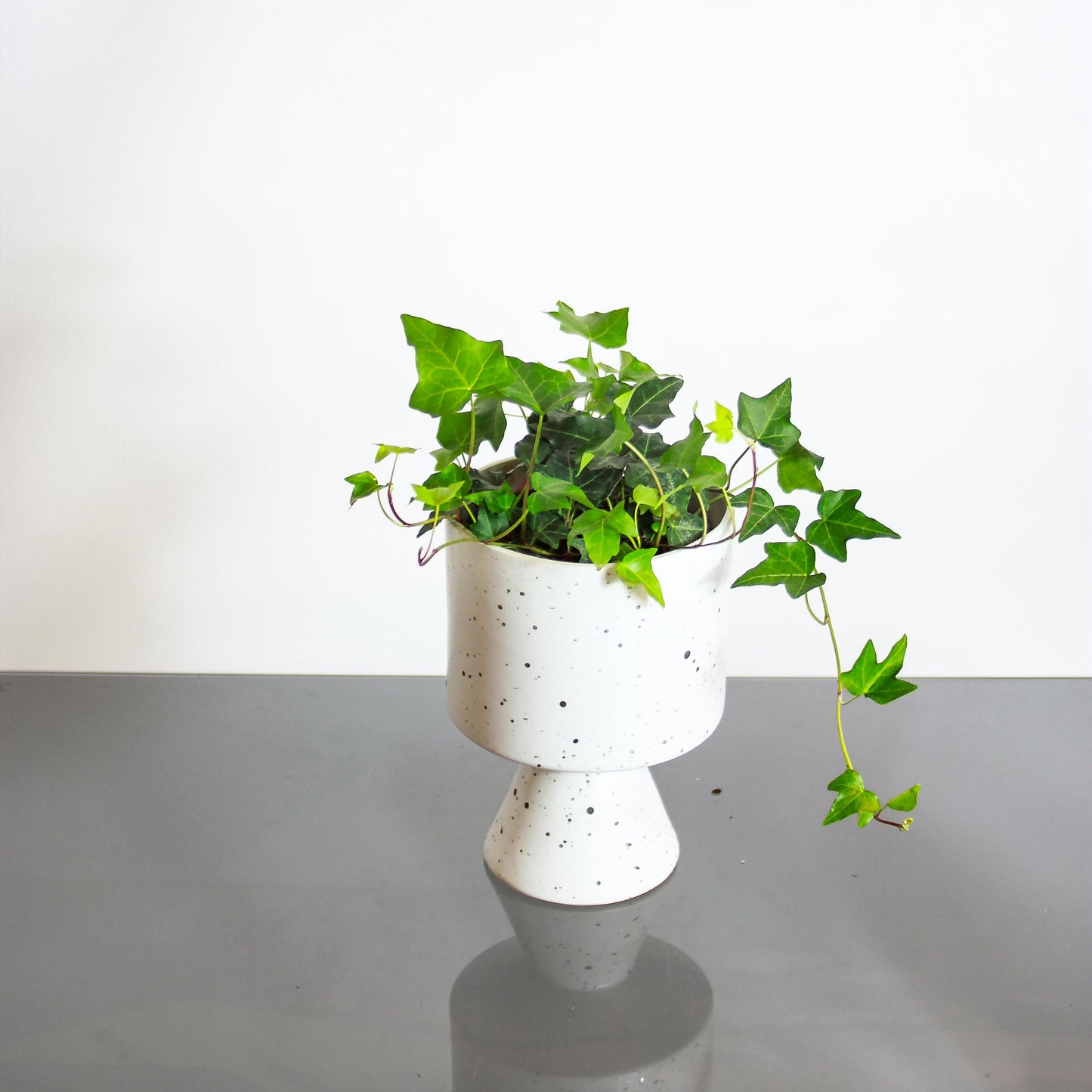 English Ivy: Hedera helix - 6 inch pot — in white planter — indoor plant for sale by Promise Supply for delivery and pickup in Toronto.