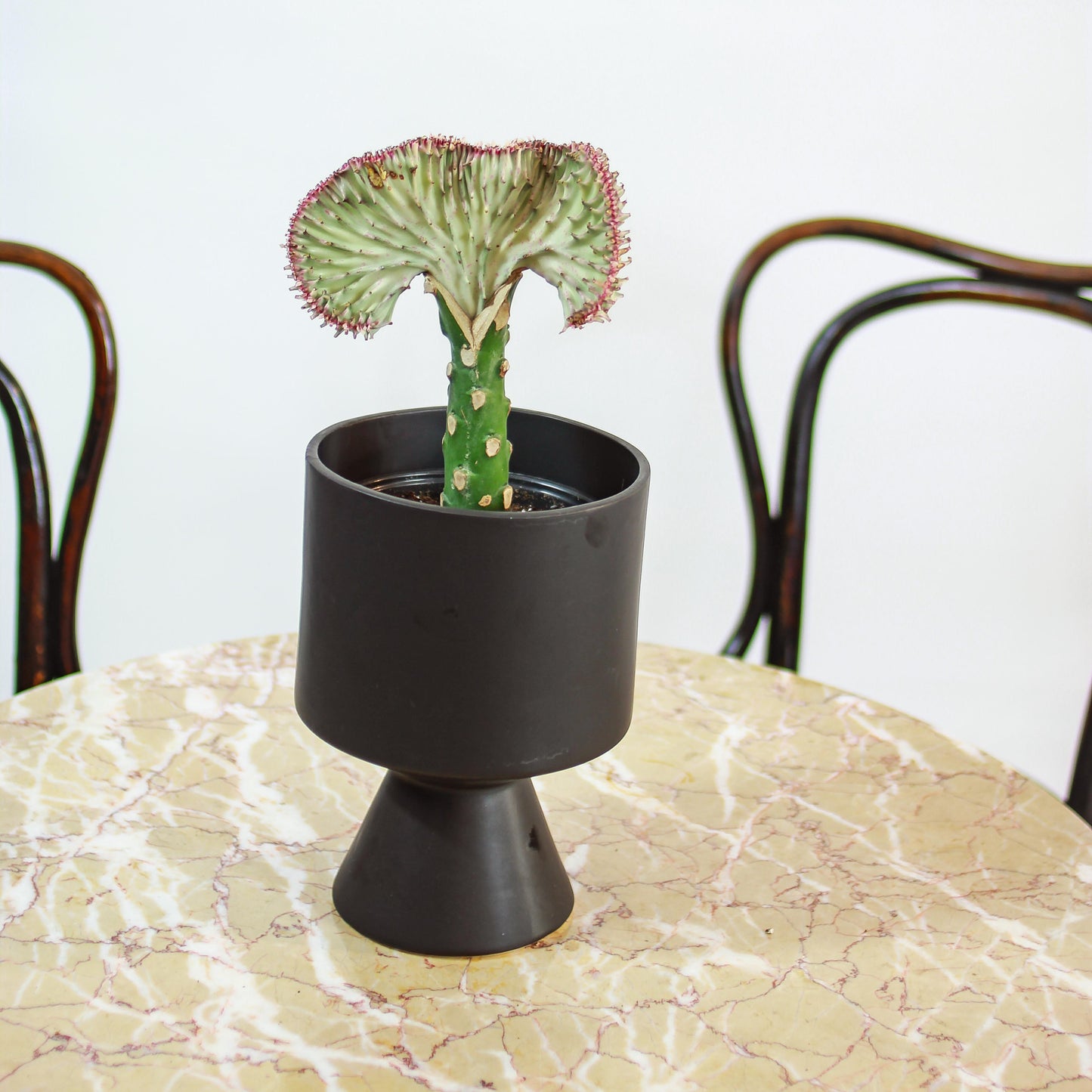 White Grafted Coral Cactus: Euphorbia lactea 'Cristata' - 5 inch pot — in black planter — indoor plant for sale by Promise Supply for delivery and pickup in Toronto.