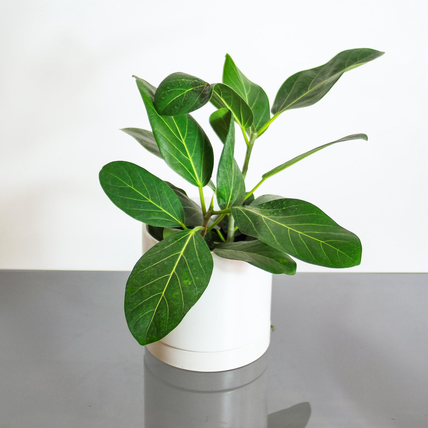 Ficus Audrey (Ficus benghalensis) in a 6 inch pot. Indoor plant for sale by Promise Supply for delivery and pickup in Toronto