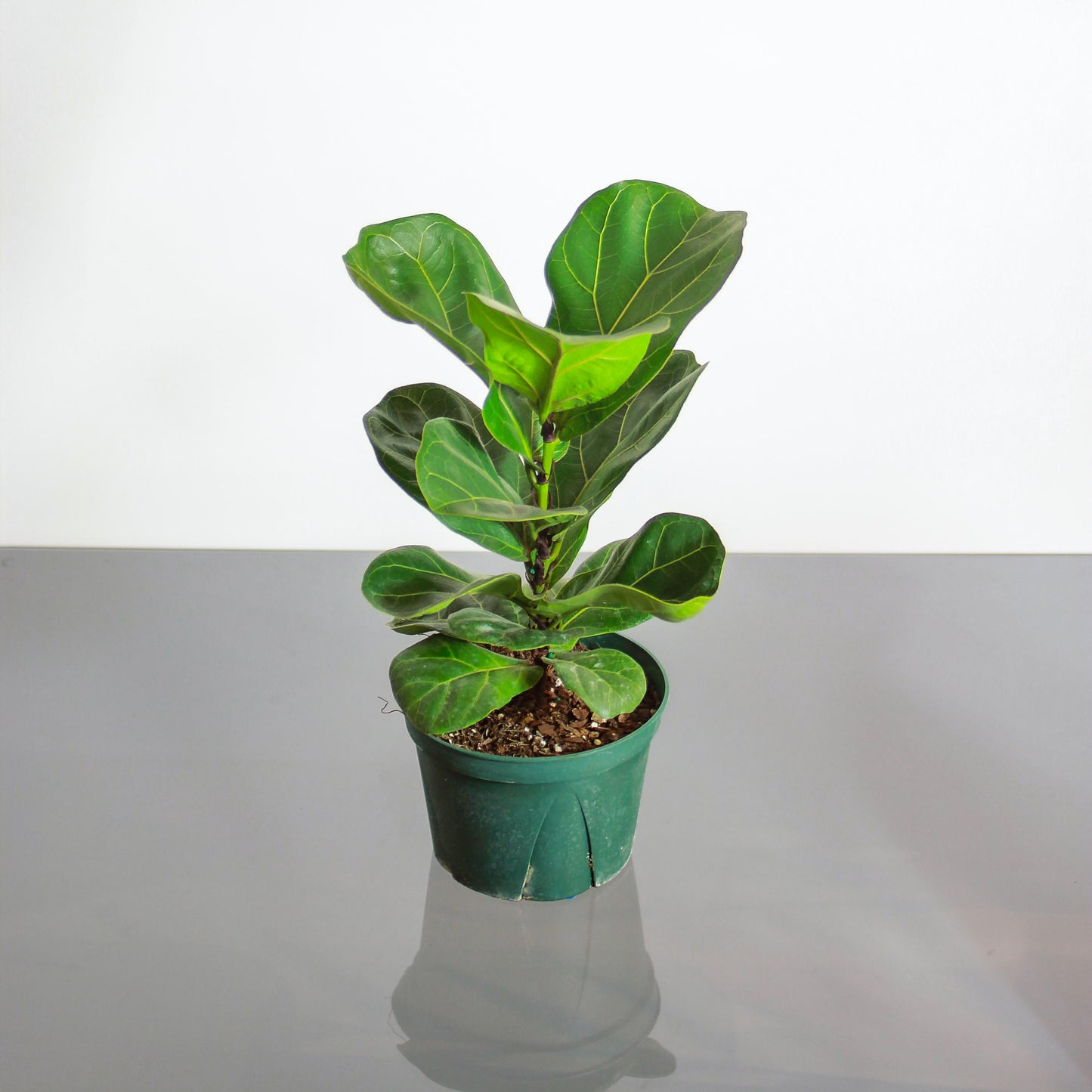 Small Leaf Fiddle Leaf Fig: Ficus lyrata 'Bambino' - 6 inch pot — studio photo on white background — indoor plant for sale by Promise Supply for delivery and pickup in Toronto.