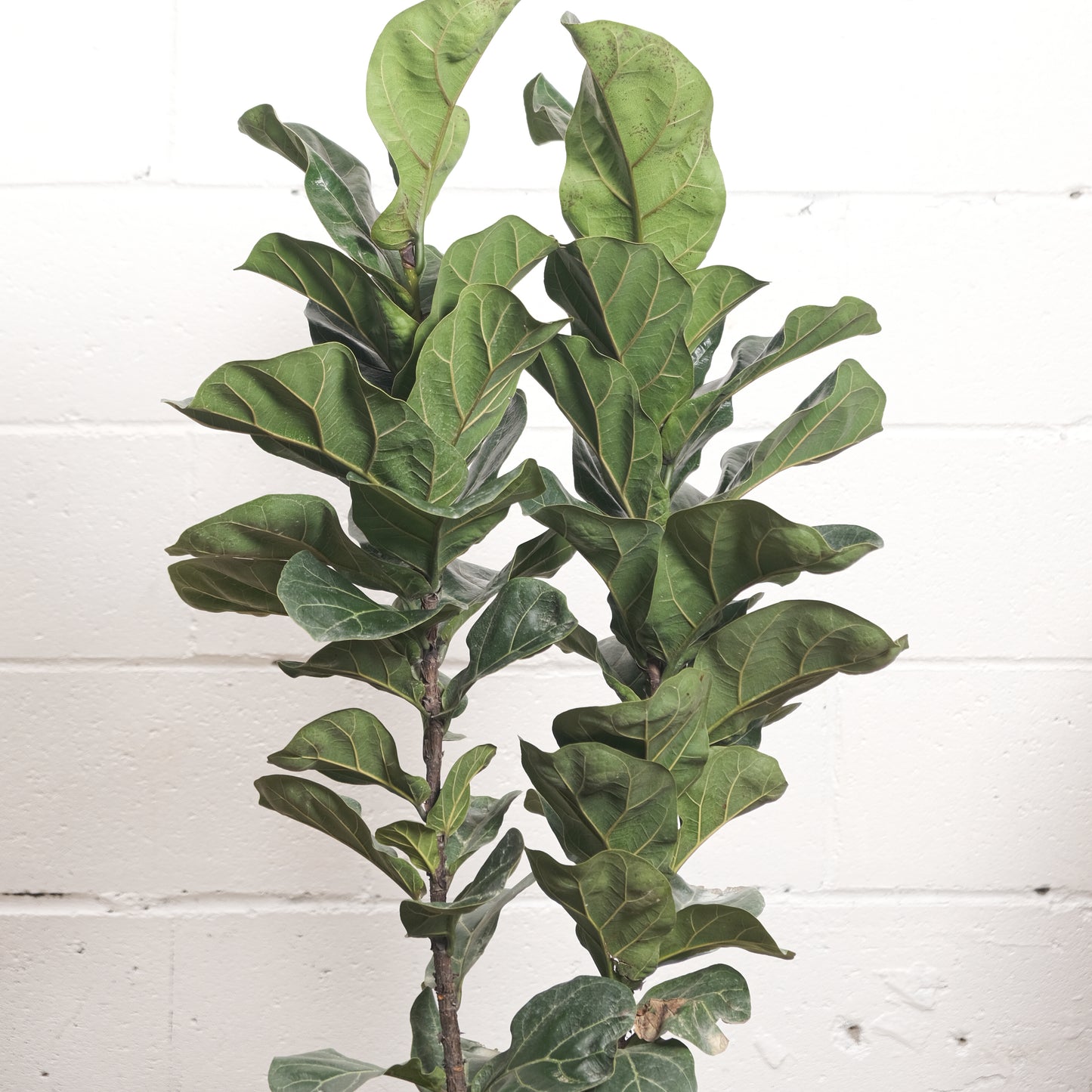 Small Leaf Fiddle Leaf Bush: Ficus lyrata 'Bambino' - 10 inch pot - 2-3 foot tall — indoor plant — indoor plant for sale by Promise Supply for delivery and pickup in Toronto.