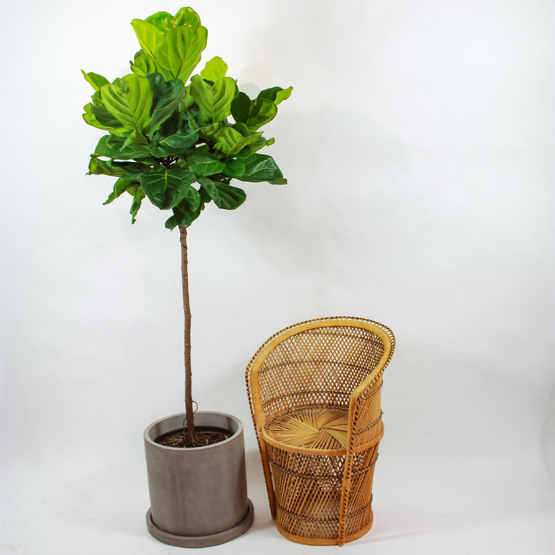 Fiddle Leaf Fig Tree: Ficus lyrata - 14 inch pot - 6-9 foot tall — studio photo on white background — indoor plant for sale by Promise Supply for delivery and pickup in Toronto.