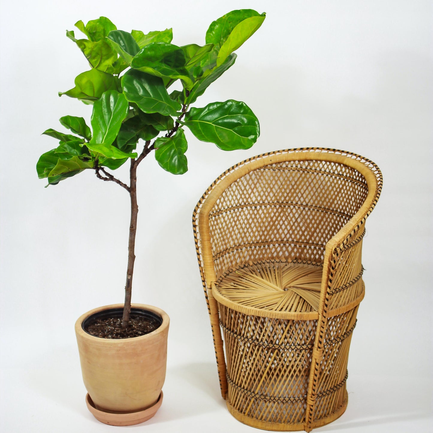 Fiddle Leaf Fig Tree: Ficus lyrata - 10 inch pot - 4-6 foot tall — studio photo on white background — indoor plant for sale by Promise Supply for delivery and pickup in Toronto.