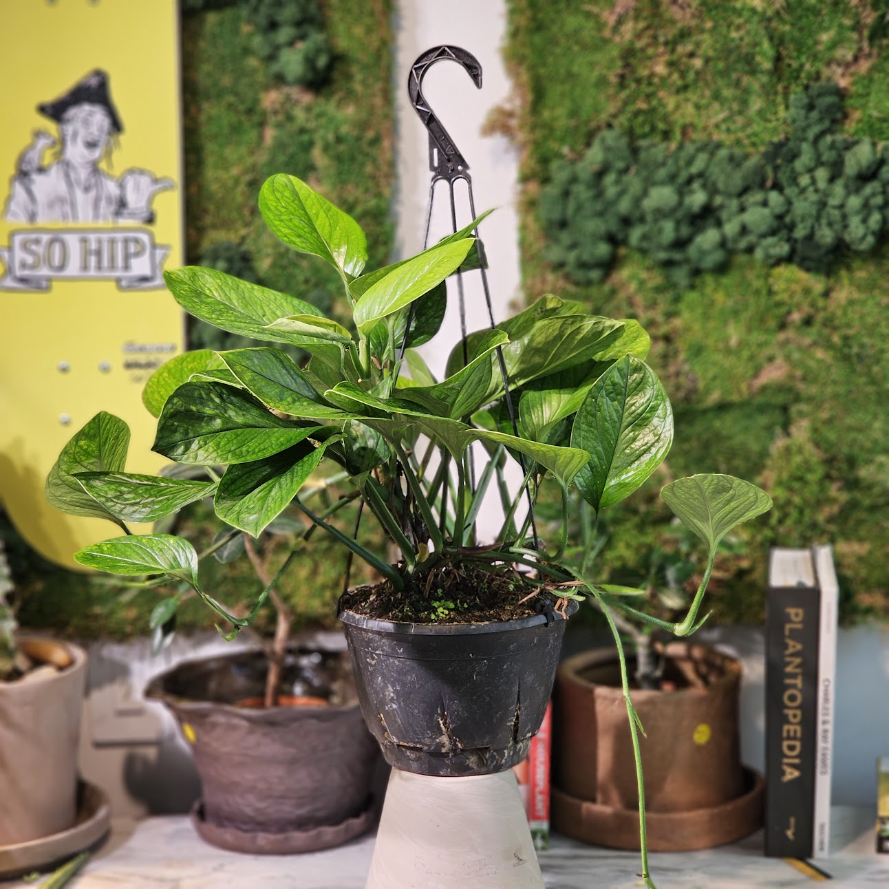 Monstera Peru: Monstera karstenianum - 8 inch hanging basket — indoor plant — indoor plant for sale by Promise Supply for delivery and pickup in Toronto.