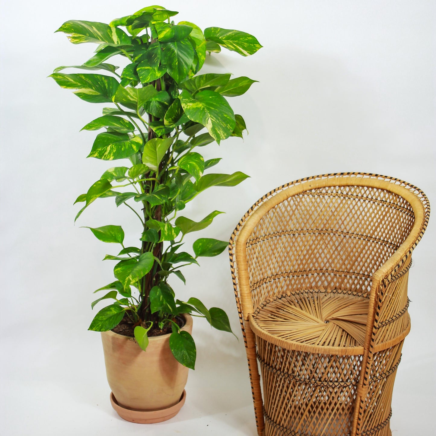 Golden Pothos Totem: Epipremnum aureum - 10 inch pot - 3-5 foot tall — plant in pot — indoor plant for sale by Promise Supply for delivery and pickup in Toronto.