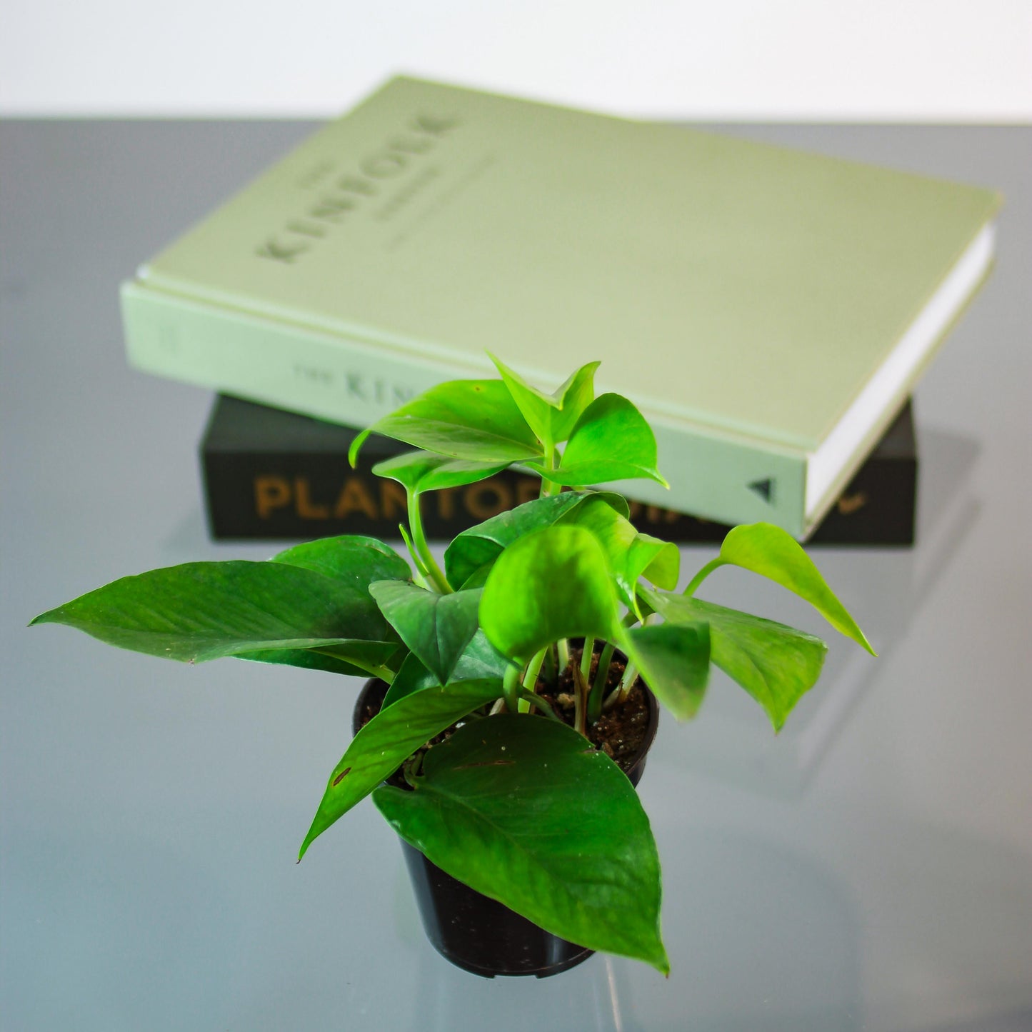 Pothos, Devil's Ivy, Money Plant, Money Vine (Epipremnum aureum) in a 4 inch pot. Indoor plant for sale by Promise Supply for delivery and pickup in Toronto