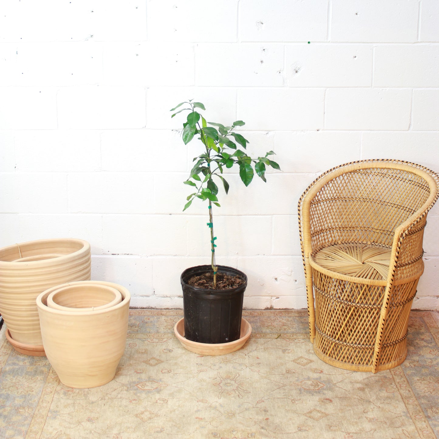Grapefruit (Citrus × paradisi) in a 12 inch pot. Indoor plant for sale by Promise Supply for delivery and pickup in Toronto