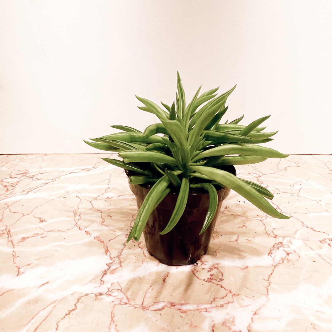 Green Bean Peperomia (Peperomia ferreyrae) in a 4 inch pot. Indoor plant for sale by Promise Supply for delivery and pickup in Toronto