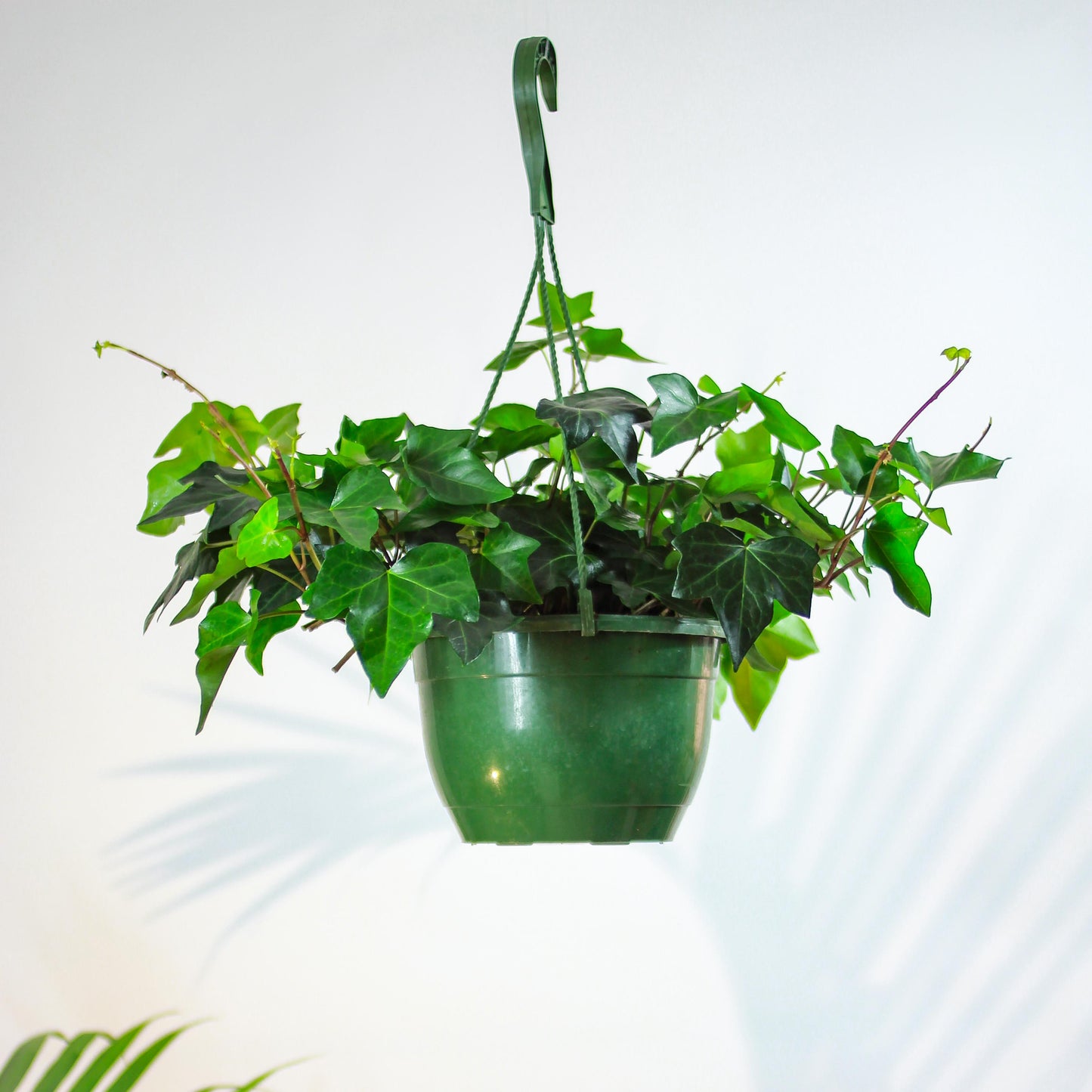 Pittsburgh Ivy: Hedera helix - 10 inch hanging basket — indoor plant — indoor plant for sale by Promise Supply for delivery and pickup in Toronto.