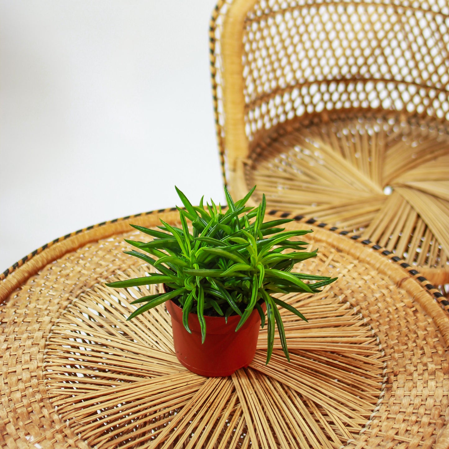 Green Bean Peperomia (Peperomia ferreyrae) in a 5 inch pot. Indoor plant for sale by Promise Supply for delivery and pickup in Toronto
