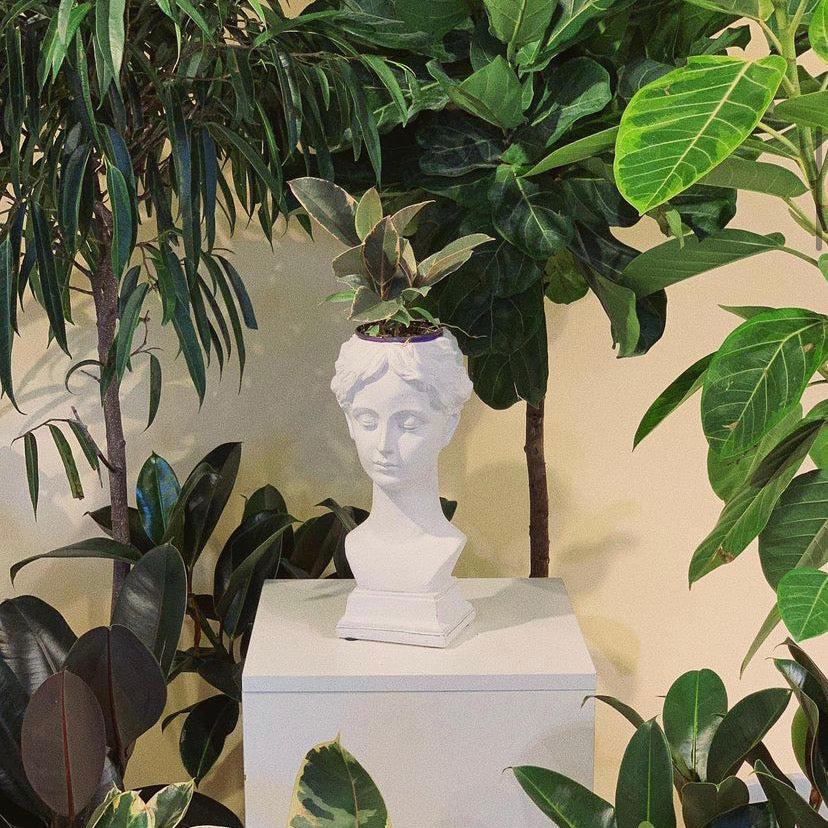 Acropolis Bust Planter | 4 inch Nursery Pot — empty planter, studio photo — planter for sale by Promise Supply for delivery and pickup in Toronto.