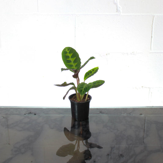 Velvet Leaf Calathea (Goeppertia warscewiczii) in a 4 inch pot. Indoor plant for sale by Promise Supply for delivery and pickup in Toronto