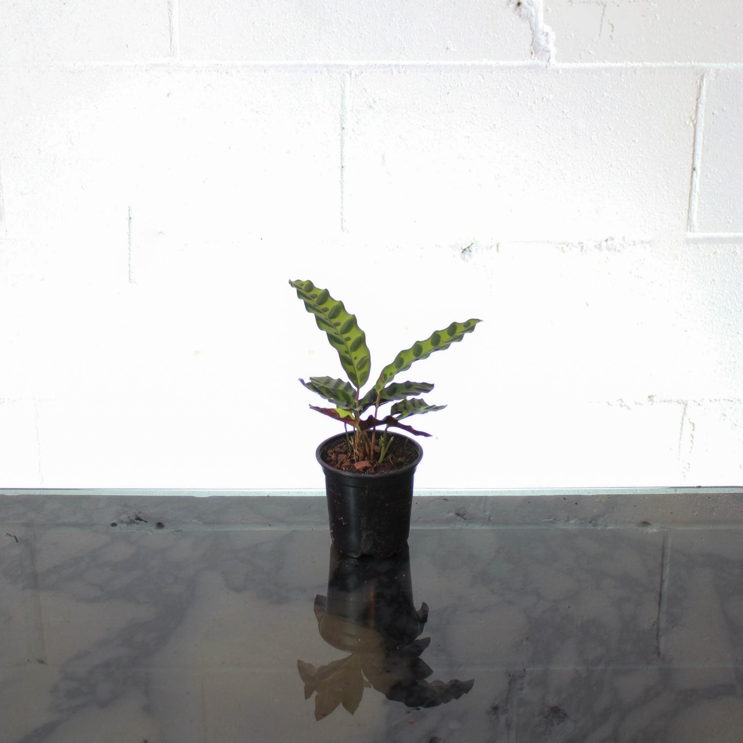 Rattlesnake Calathea: Goeppertia lancifolia - 4 inch pot — indoor plant — indoor plant for sale by Promise Supply for delivery and pickup in Toronto.