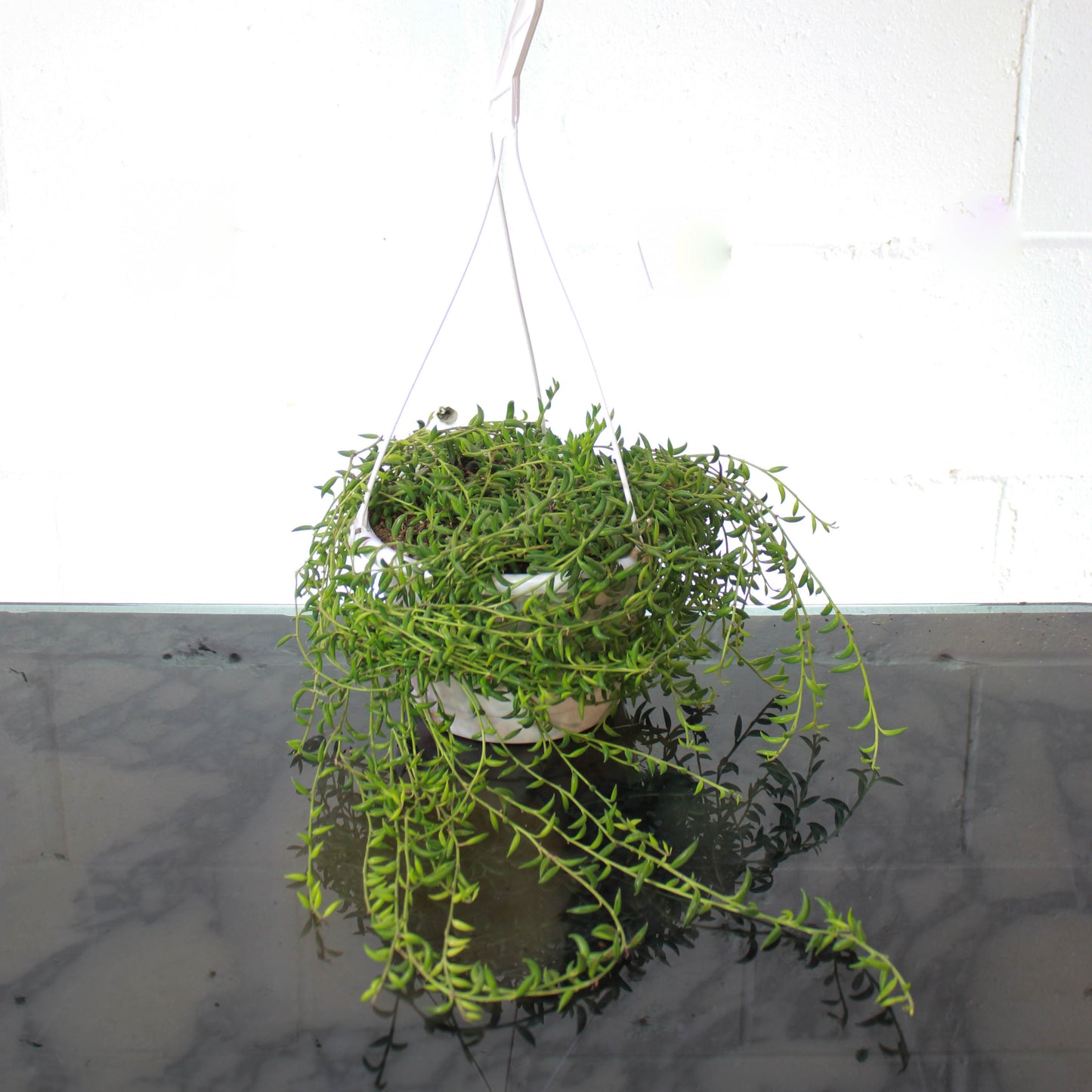 String of Bananas (Curio radicans) in a 8 inch pot. Indoor plant for sale by Promise Supply for delivery and pickup in Toronto