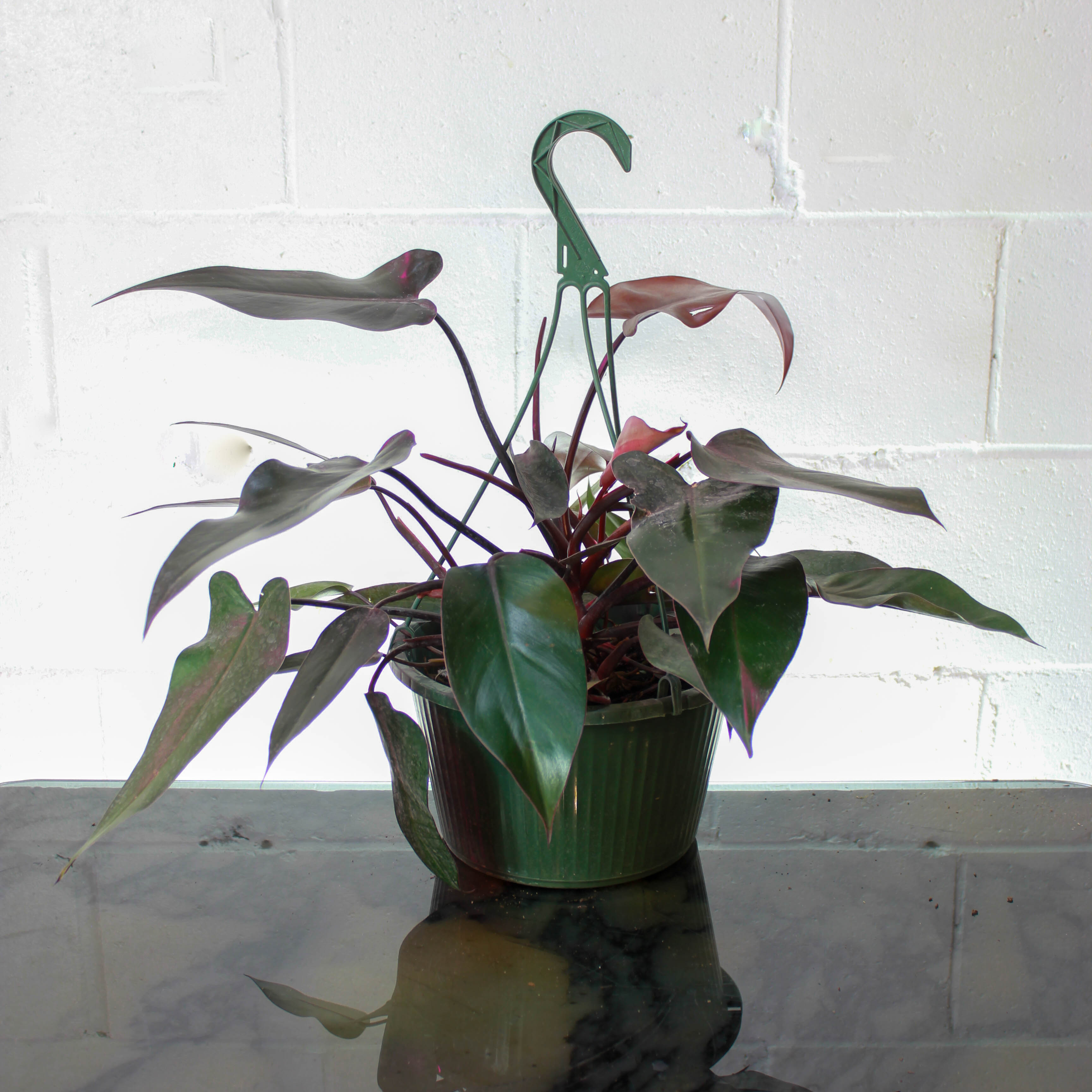 philodendron bloody mary plant Bloody Mary Philodendron - 8" Pot