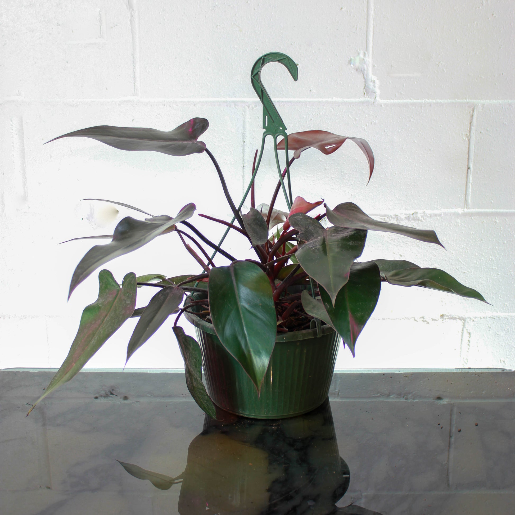 Bloody Mary: Philodendron - 8 inch hanging basket — indoor plant — indoor plant for sale by Promise Supply for delivery and pickup in Toronto.